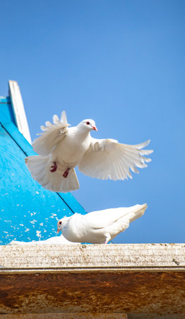 Two white pigeons on the roof of a building against the blue sky