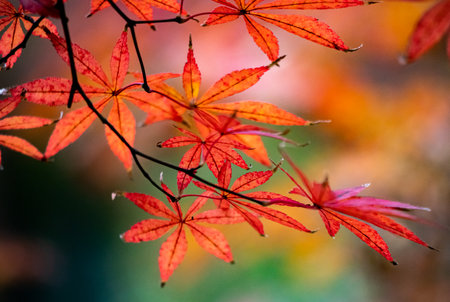 Maple leaves in autumn season with shallow depth of field background.の写真素材