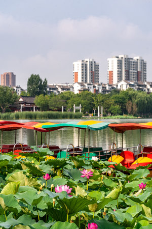 Lotus pond and buildings in a park in Beijing, China.の写真素材