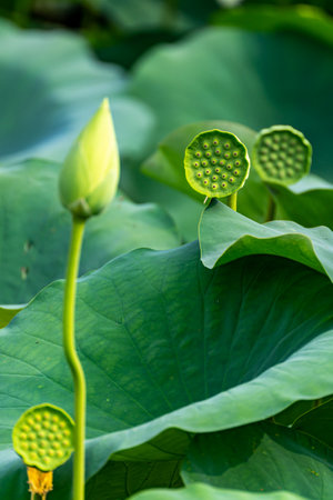 Lotus leaf and lotus flower plants in the pond, Thailand.の写真素材