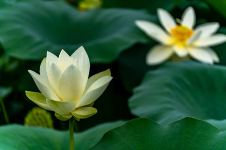 Lotus flower blooming in the pond with green leaves background.の写真素材