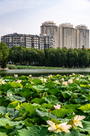 Park with lotus flowers and high-rise buildings in Beijing, Chinaの写真素材
