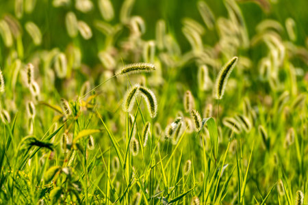 Grass flowers in the field at sunny day. Nature background.