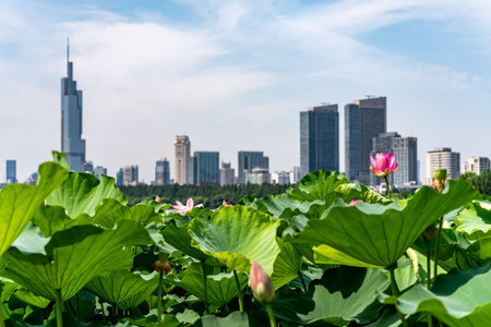 Lotus pond and skyscrapers in Suzhou, China.の写真素材