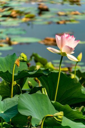 Lotus flower blooming in the pond. The beauty of the lotus flower.の写真素材