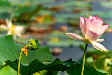 Pink lotus flower blooming in the pond with green leaves.の写真素材