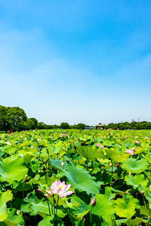 Lotus flower in the pond with blue sky background, Thailand.の写真素材