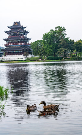 Duck and duckling swimming in a lake in Hangzhou, Chinaの写真素材