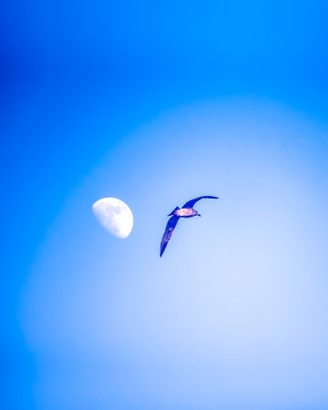 Frigate bird flying in the blue sky with a full moonの写真素材