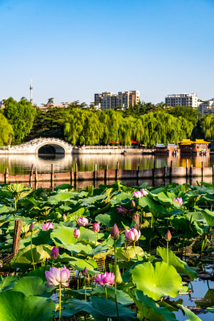 Lotus in the pond with a bridge in the background.の写真素材