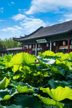 Lotus pond with blue sky and green lotus leaves.の写真素材