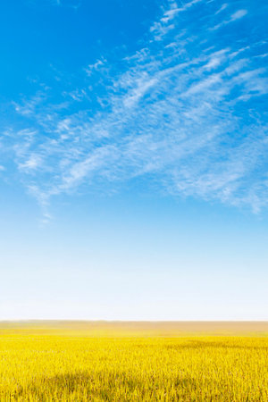 field of yellow wheat and blue sky with white clouds, natural backgroundの写真素材