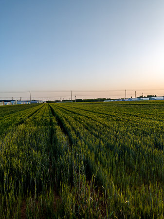 Agricultural field with green wheat and blue sky at sunset.