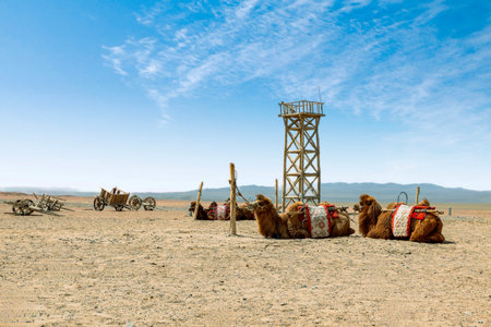 Camels in the Sahara desert, Morocco, Africa. Desert landscapeの写真素材