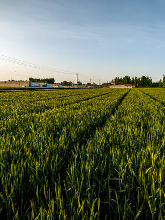 Sunset over a green wheat field with a blue sky in the backgroundの写真素材