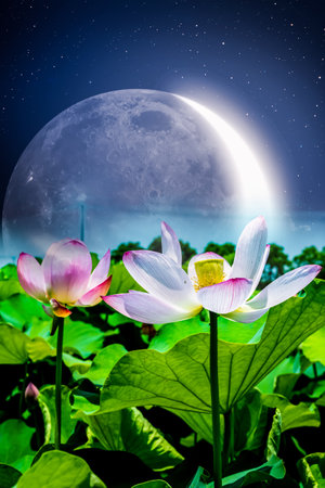 Lotus flower and full moon in the sky at night background.の写真素材