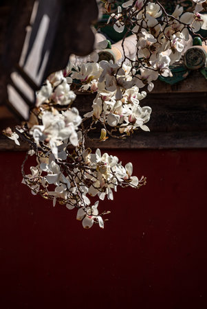 White magnolia blossoms on the red wall of an old houseの写真素材