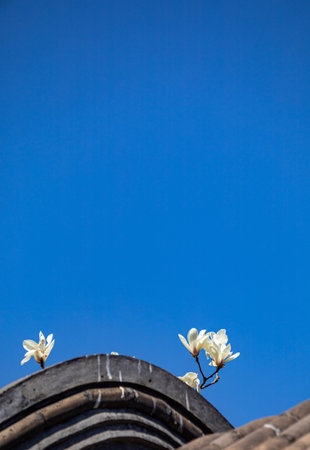 Magnolia flowers on the roof with blue sky background, Thailand.