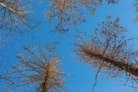Trees without leaves against the blue sky in the autumn forest.