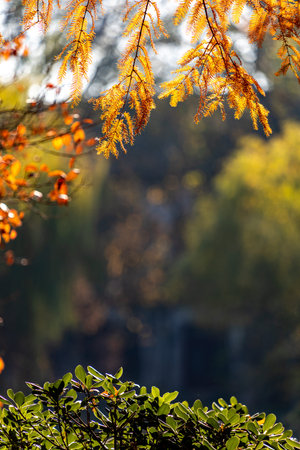 beautiful autumn colors in the forest. shallow depth of field.