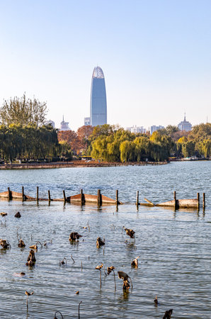View of the city of Beijing from the lake with ducklings.の写真素材