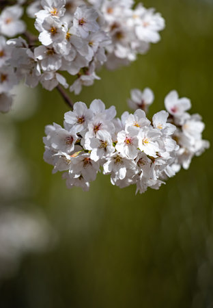 cherry blossom in spring, close-up shot with shallow depth of fieldの写真素材