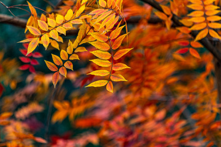 colorful autumn leaves on a tree branch in the forest close up