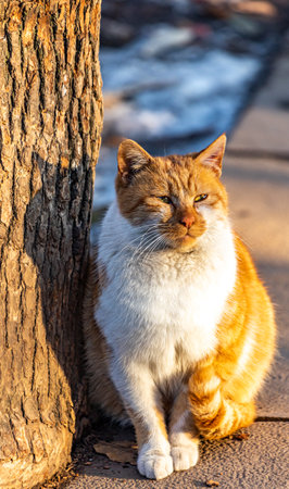 Portrait of a red and white cat sitting on the ground.の写真素材