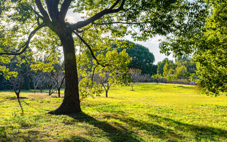 Beautiful summer landscape with green trees and grass in the park.の写真素材