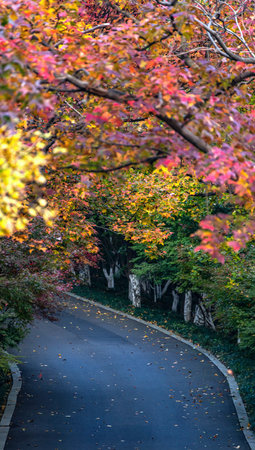 Maple trees in autumn colors in a park in Tokyo, Japanの写真素材