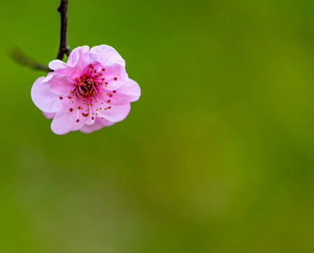cherry blossom on the tree, pink flower on green backgroundの写真素材