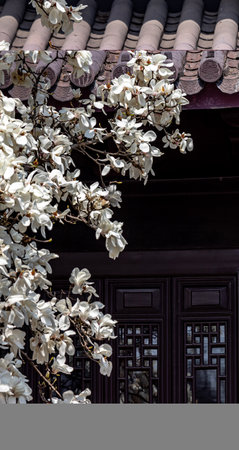Magnolia flowers in full bloom in front of a traditional Chinese houseの写真素材