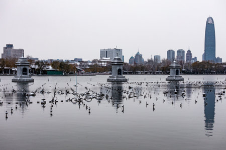 The ducks on the lake in the cityの写真素材