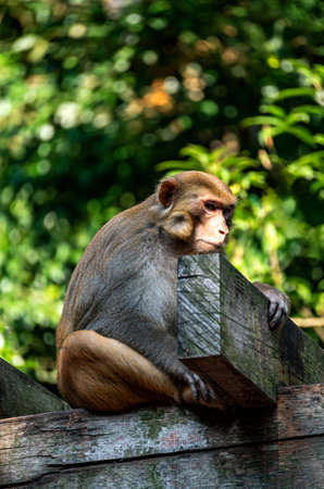 Portrait of a long-tailed macaque sitting on a fenceの写真素材