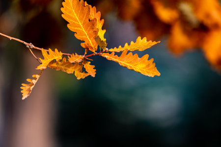 Autumn orange oak leaves on blurred background, shallow depth of field