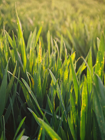 Green wheat field at sunset. Close-up of green grass.