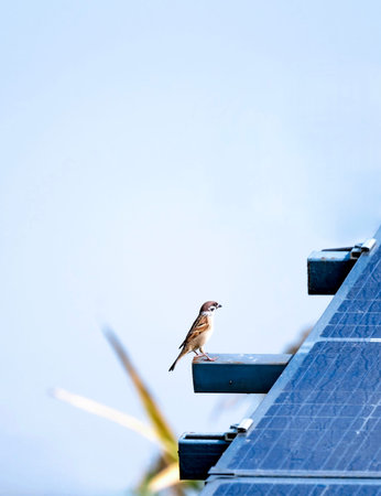 Sparrow on the roof of a house with solar panels.