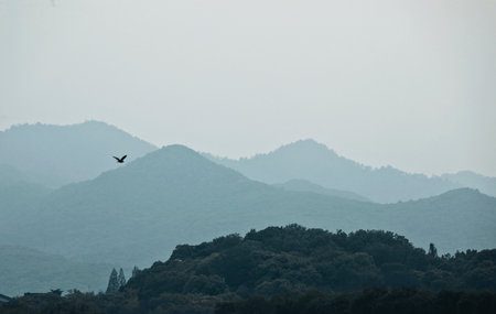 A bird flying over a mountain range in the morning mist, Sri Lankaの写真素材