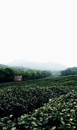 Tea Plantation in Chiang Rai, Thailand. Tea Plantation is the largest tea plantation in Thailand.の写真素材