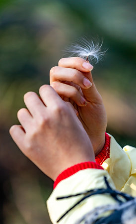 Child's hands holding a fluffy white feather. Selective focus.