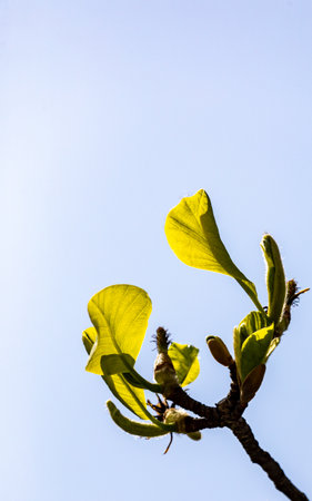 Leaves on blue sky background, closeup of photoの写真素材