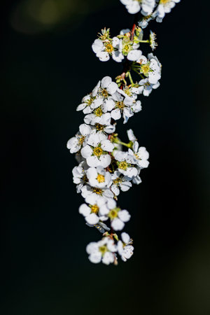 Branch of a blossoming tree with white flowers on a dark background