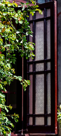 Wooden window and green leaves on the wall of the house.