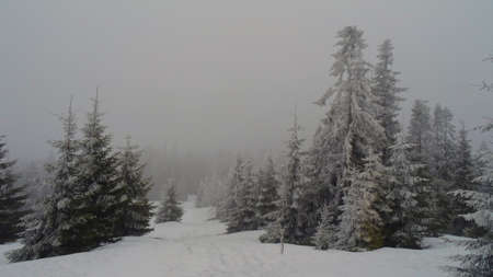 Polish Gorce Mountainsの写真素材