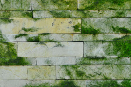 The wall is covered with mossの写真素材