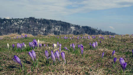 Spring in Gorce. Krokusyの写真素材