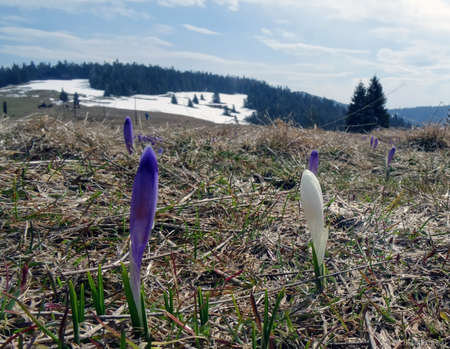 Spring in Gorce. Krokusyの写真素材