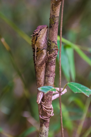 Wild lizard looking like a dragonの写真素材