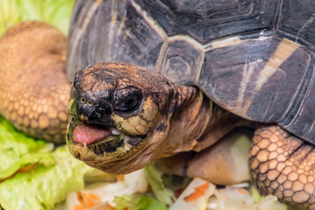 Tortoise shell turtle eating vegetables reptile headの写真素材
