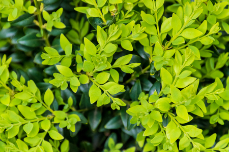 Boxwood boxtree box fresh and dark green leafsの写真素材